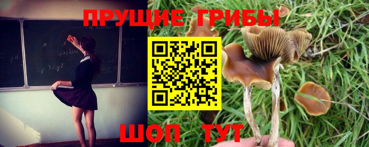 Галлюциногенные грибы MAGIC MUSHROOMS  Вход с VPN  Ленинск-Кузнецкий 